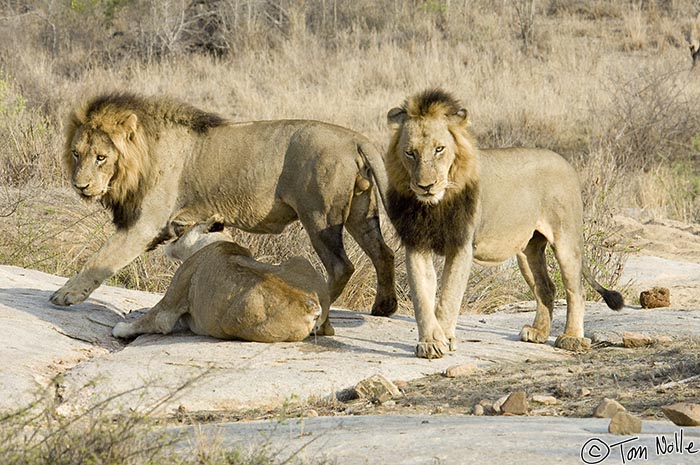 Africa_20081102_003834_370_2X.jpg - Two males of a larger coalition of male lions who control the area consort with a single female who somehow lost her tail.  Londolozi Reserve, South Africa.