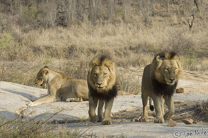 Africa_20081102_003840_372_2X.jpg - The two males move closer to us as we and they both look for a favorable position on the large rock outcrop.  Londolozi Reserve, South Africa.