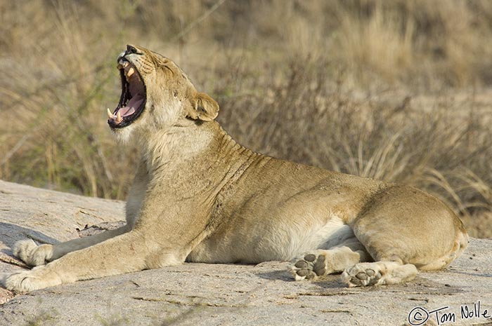 Africa_20081102_004210_390_2X.jpg - The female lion shows her lack of interest in where the two males have gone.  Londolozi Reserve, South Africa.