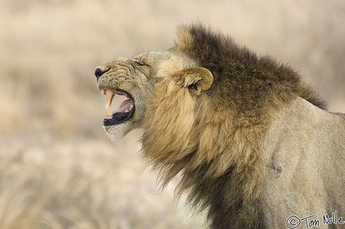 Africa_20081102_004624_415_2X.jpg - This lion isn't sneezing; the reaction is from scent of the lioness.  Londolozi Reserve, South Africa.