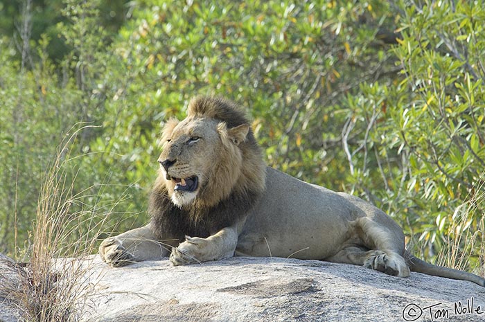 Africa_20081102_010510_468_2X.jpg - One of the two males takes a moment to chill out on a nice rock.  Londolozi Reserve, South Africa.