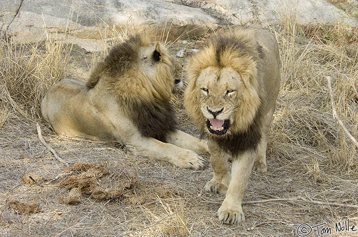 Africa_20081102_011722_489_2X.jpg - We had shifted position to get a better look at these two lions when the female moved off and we were left between them and the direction she took.  One male, showing a bit of annoyance, headed after her but we were in the way.  Londolozi Reserve, South Africa.