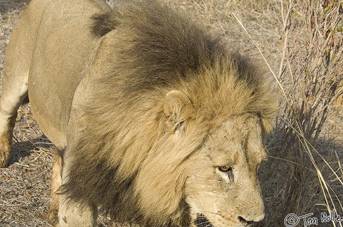 Africa_20081102_011728_491_2X.jpg - The male passed around the rear of the rover, coming too close to get a good shot with the 80-400mm I had on.  As I was trying to get a shot, Linda indicated I should look back and I turned to find the second lion heading straight for my seat, about 4 feet away and too close to photograph.  He came up to 18 inches from my face, looked me long in the eye, and went around to follow the others.  Londolozi Reserve, South Africa.