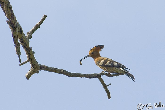 Africa_20081102_013624_502_2X.jpg - An African Hoopoe with a grub takes a break on a branch.  Londolozi Reserve, South Africa.