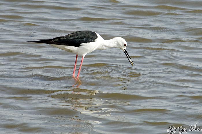 Africa_20081102_020722_506_2X.jpg - A black-winged stilt grabs a quick fish breakfast in Londolozi Reserve, South Africa.