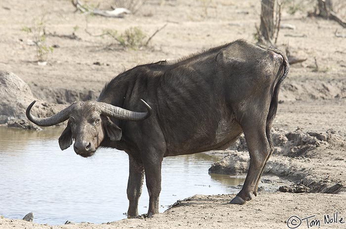 Africa_20081102_020912_510_2X.jpg - This cape buffalo is likely infected with bovine tuberculosis, which can be transmitted to predators who will eventually eat its carcass.  Londolozi Reserve, South Africa.