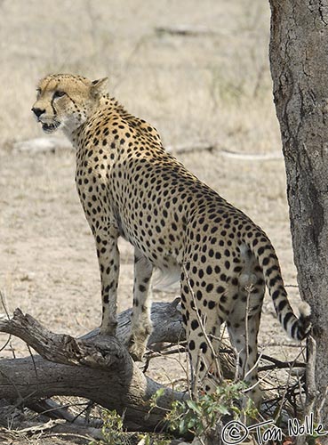 Africa_20081102_023336_582_2X.jpg - The cheetah takes advantage of some dappled shade and a slight elevation to check for possible prey.  Londolozi Reserve, South Africa.