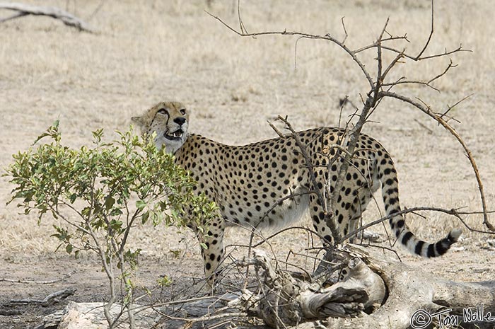 Africa_20081102_023356_587_2X.jpg - Cheetah look a lot like leopards but they can't climb well, so it's not clear what has this one fixated on a tree.  Londolozi Reserve, South Africa.