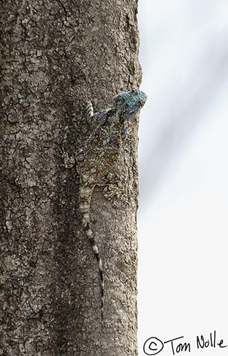 Africa_20081102_030334_606_2X.jpg - An African blue-headed lizard on a tree shows how easily these guys would be missed.  Londolozi Reserve, South Africa.