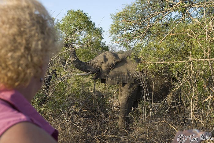 Africa_20081102_110840_239_20.jpg - A young elephant browses just a few yards from the vehicle as Linda watches with interest.  Londolozi Reserve, South Africa.