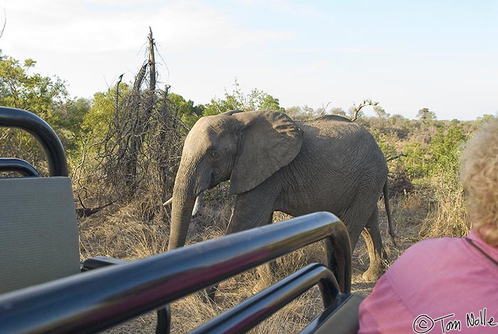 Africa_20081102_111858_291_20.jpg - The elephant moves off behind the vehicle as Linda keeps an eye out for a change of heart.  Londolozi Reserve, South Africa.