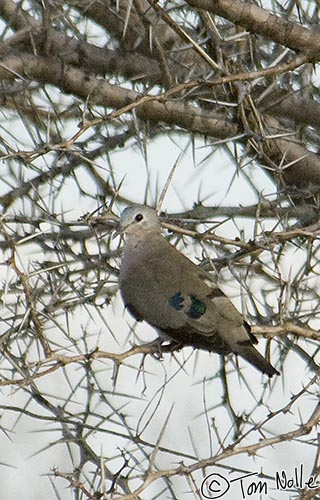 Africa_20081102_112948_777_2X.jpg - A Cape turtle dove in Londolozi Reserve, South Africa.