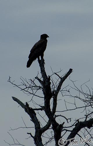 Africa_20081102_120608_814_2X.jpg - A Wahlberg's eagle watches the night fall from a perch on a dead tree.  Londolozi Reserve, South Africa.