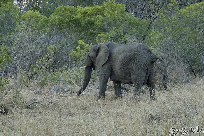 Africa_20081102_120830_823_2X.jpg - An elephant has little to fear at night so this one is moving into a good browsing area of Londolozi Reserve, South Africa.