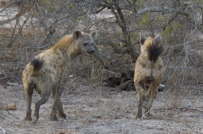 Africa_20081102_233952_901_2X.jpg - Hyena are wary of vehicles, more so than many of the other African animals we saw.  Londolozi Reserve, South Africa.