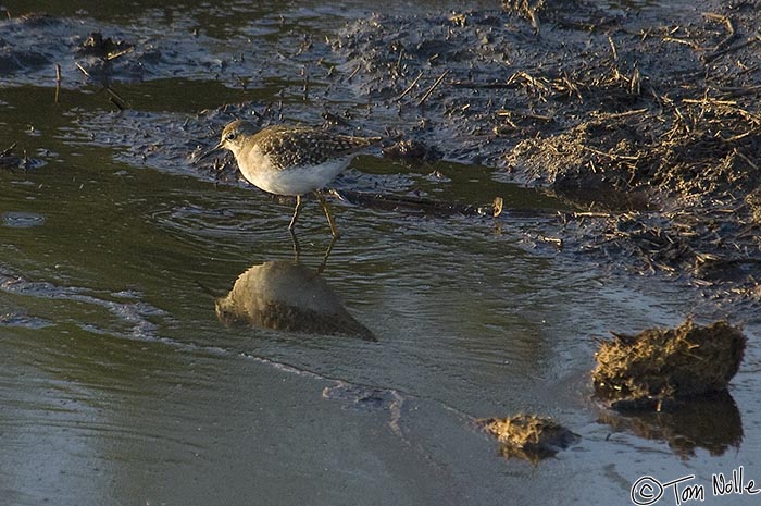 Africa_20081102_234940_937_2X.jpg - A marsh sandpiper roots for eatable goodies in the mud of a water hole.  Londolozi Reserve, South Africa.