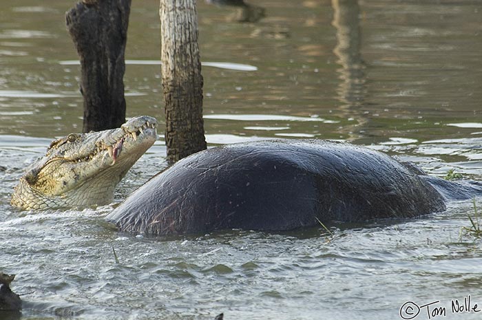 Africa_20081103_000544_969_2X.jpg - This large croc didn't kill the hippo it's feeding on; this was the loser in the battle between two males the previous night.  Londolozi Reserve, South Africa.