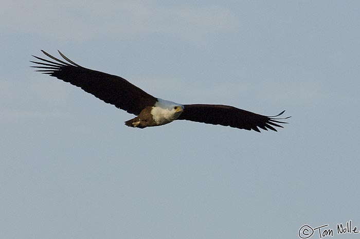 Africa_20081103_001314_989_2X.jpg - A fish eagle soars over a waterhole in the morning in Londolozi Reserve, South Africa.