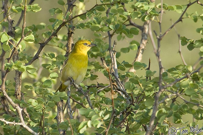 Africa_20081103_004118_014_2X.jpg - A lesser masked weaver looks over a rover full of tourists in Londolozi Reserve, South Africa.