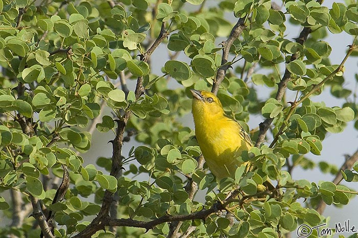 Africa_20081103_004134_020_2X.jpg - A lesser masked weaver in a tree rather than on a nest in Londolozi Reserve, South Africa.