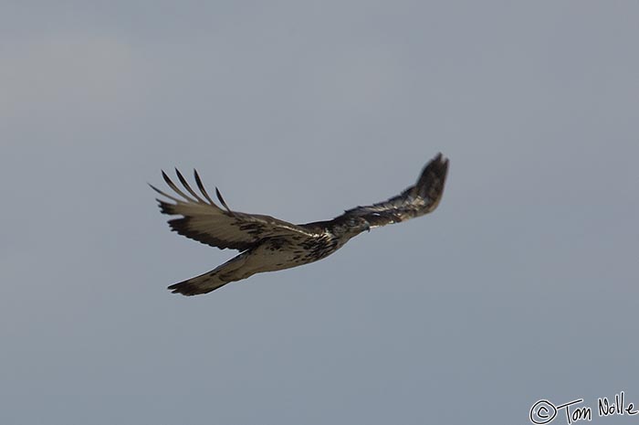 Africa_20081103_011748_070_2X.jpg - An African hawk-eagle soars on a search for prey in Londolozi Reserve, South Africa.