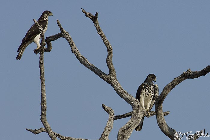 Africa_20081103_012602_093_2X.jpg - Two African hawk-eagles perch in a dead tree near water on Londolozi Reserve, South Africa.