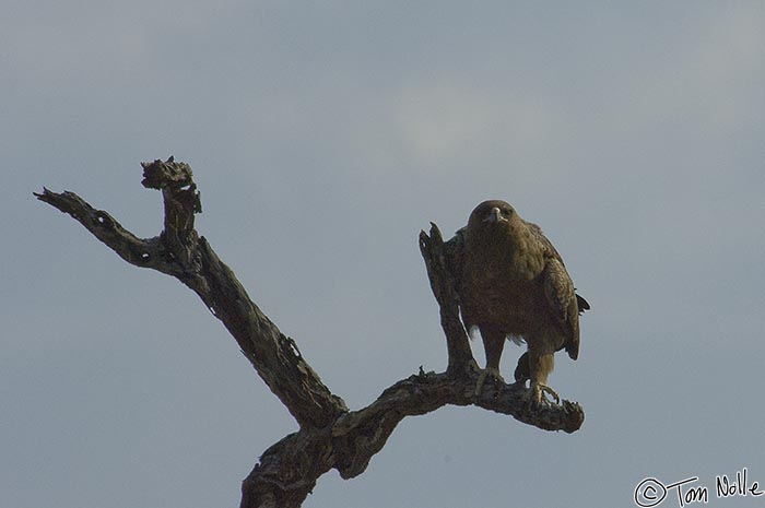 Africa_20081103_013742_100_2X.jpg - A tawny eagle is preparing to take flight.  Londolozi Reserve, South Africa.