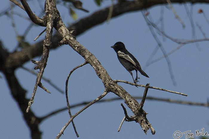 Africa_20081103_014726_124_2X.jpg - A southern black tit leaps off a branch and takes wing in Londolozi Reserve, South Africa.