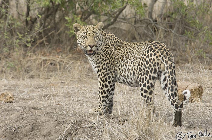 Africa_20081103_022542_146_2X.jpg - A young leopard watches warily at a waterhole, looking for trouble or prey.  Londolozi Reserve, South Africa.