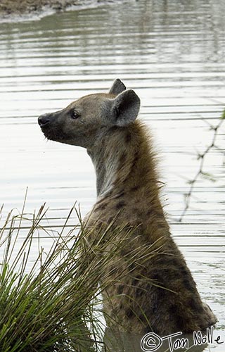 Africa_20081103_022648_154_2X.jpg - A hyena rests in the shade, sitting in water to cool off.  Londolozi Reserve, South Africa.