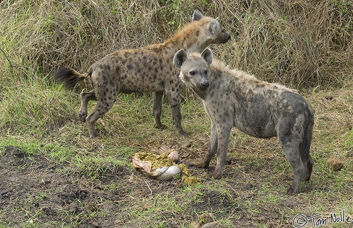 Africa_20081103_023422_311_20.jpg - Elsewhere at the waterhole, two hyenas feed on entrails likely from the leopard's prior kill, while watching for the leopard to return.  It's unlikely a single leopard would threaten them, though.  Londolozi Reserve, South Africa.