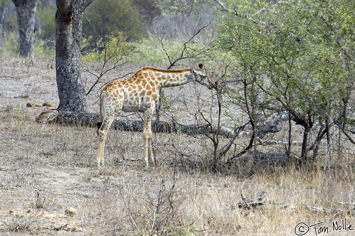 Africa_20081103_030808_190_2X.jpg - A young giraffe feeds on low brush in Londolozi Reserve, South Africa.