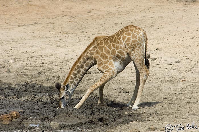 Africa_20081103_031602_214_2X.jpg - Giraffes aren't graceful while drinking, but this youngster manages to pull off something that's at least interesting.  Londolozi Reserve, South Africa.