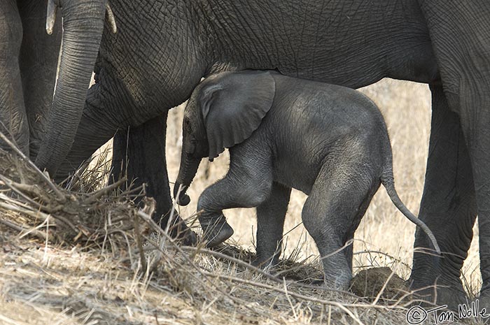 Africa_20081103_032456_241_2X.jpg - A tiny elephant calf stands protected under his mother's belly, with what's likely an older sibling alongside.  Londolozi Reserve, South Africa.