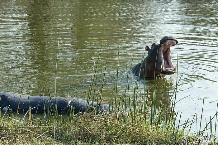 Africa_20081103_104426_292_2X.jpg - The bull hippo who killed this rival may be roaring triumphantly, grieving a fellow hippo, driving crocodiles away, or simply yawning.  Londolozi Reserve, South Africa.