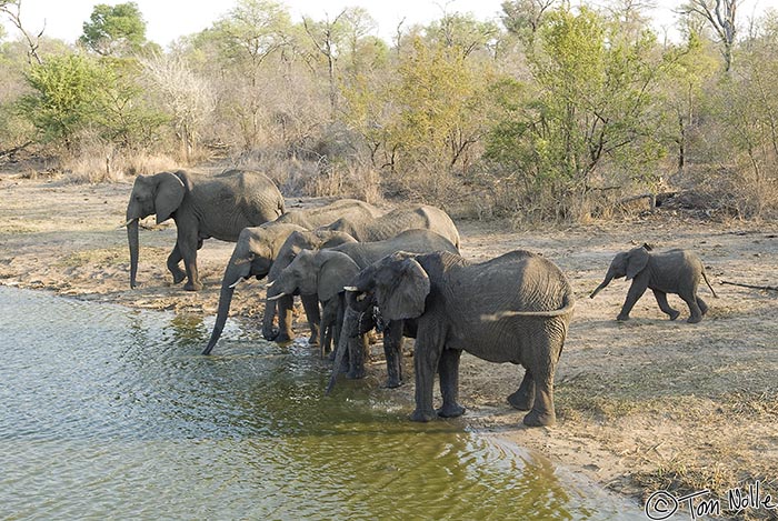 Africa_20081103_105122_362_20.jpg - The early arrivals of the herd quickly take a place at the bank to drink.  Londolozi Reserve, South Africa.