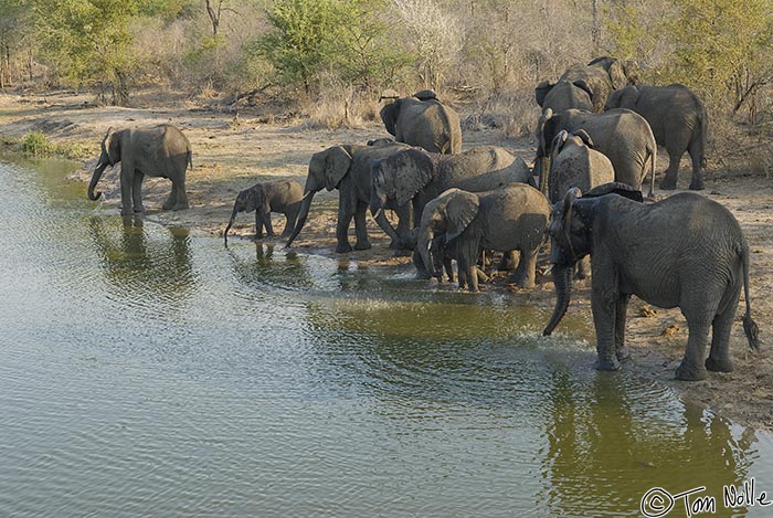 Africa_20081103_105324_373_20.jpg - We now can see that we'd been parked between the thirsty herd and the water, and they're still arriving.  Londolozi Reserve, South Africa.