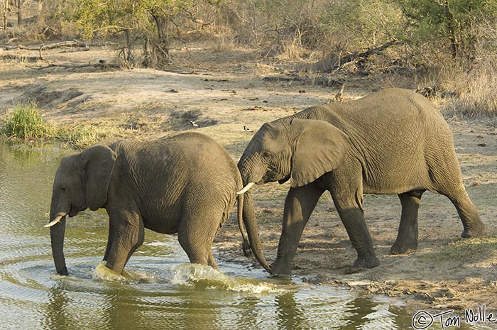 Africa_20081103_105330_306_2X.jpg - One young elephant seems to be giving the other a "Hurry Up!" order.  Londolozi Reserve, South Africa.