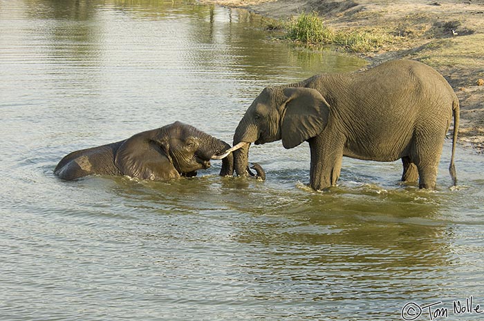 Africa_20081103_105440_323_2X.jpg - One of the playing elephant teens confronts the other as he surfaces after a dip.  Londolozi Reserve, South Africa.