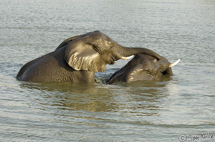 Africa_20081103_105536_350_2X.jpg - These two teen elephants are going nose to nose the hard way.  Londolozi Reserve, South Africa.