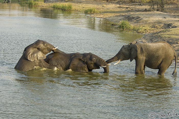 Africa_20081103_105542_353_2X.jpg - Another youngster decides to ease into the fray, or play.  Londolozi Reserve, South Africa.