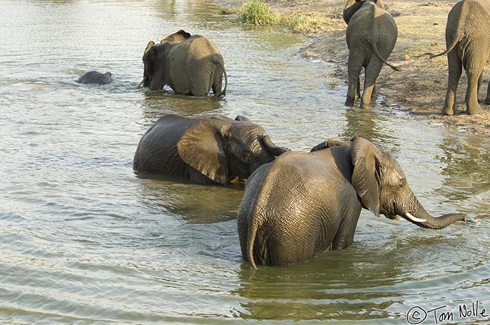 Africa_20081103_105816_385_2X.jpg - Now we have four adolescent elephants playing in the water, but the rest of the herd is moving off.  Londolozi Reserve, South Africa.