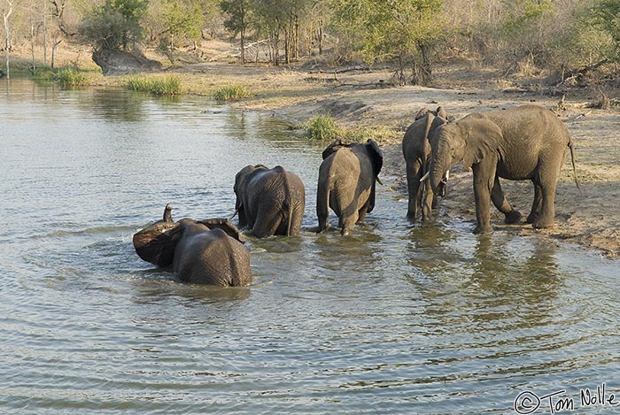 Africa_20081103_105906_389_20.jpg - Some of the elephants are reluctant to leave the water even though their herd has moved on.  Londolozi Reserve, South Africa.