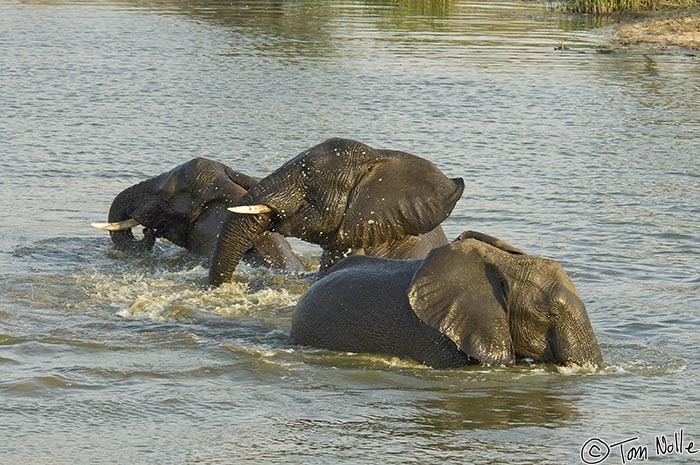 Africa_20081103_105944_403_2X.jpg - The bad boys are back at it, playing in the water and splashing.  Londolozi Reserve, South Africa.