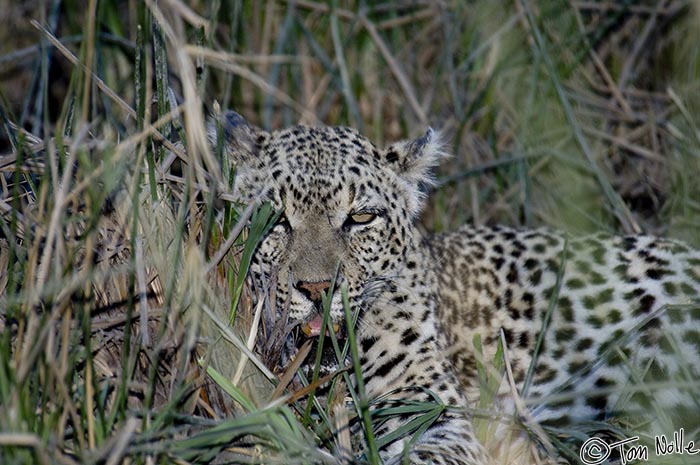 Africa_20081103_114746_456_2X.jpg - A leopard watches from high grass as night falls in Londolozi Reserve, South Africa.