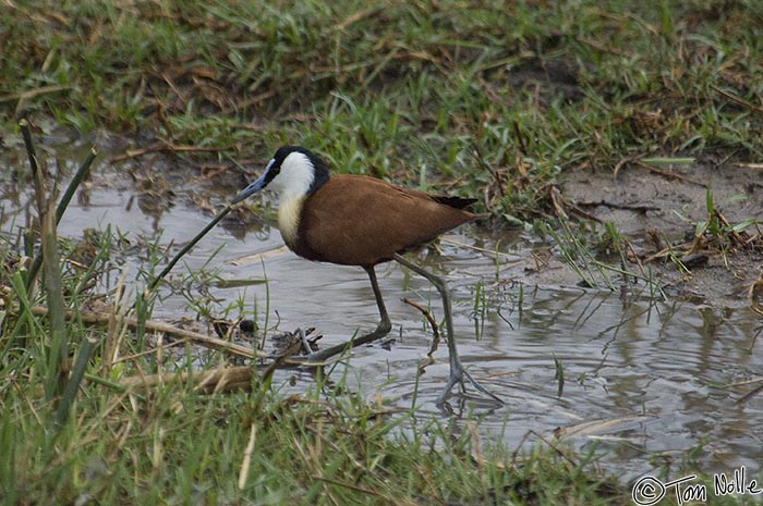 Africa_20081103_234124_469_2X.jpg - An African jacana takes to wading while looking for food during a very early game drive in Londolozi Reserve, South Africa.