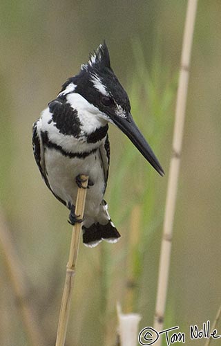 Africa_20081103_234256_482_2X.jpg - A pied kingfisher on a reed in a lush pond in Londolozi Reserve, South Africa.