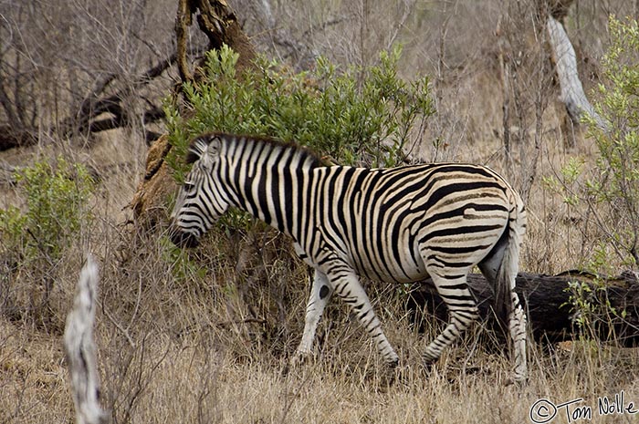 Africa_20081103_235806_496_2X.jpg - Increasing daylight reveals a zebra working its way through some brush.  Londolozi Reserve, South Africa.