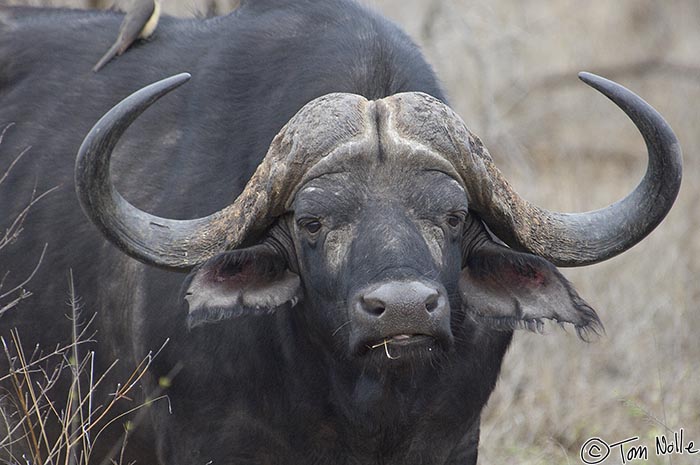 Africa_20081104_011304_516_2X.jpg - A cape buffalo, an agressive and dangerous member of the Big Five, watches us as the sun comes up in Londolozi Reserve, South Africa.