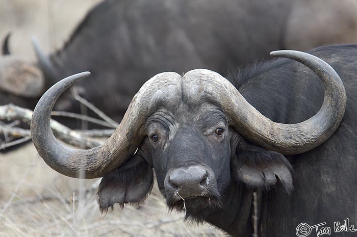 Africa_20081104_011802_525_2X.jpg - A very large cape buffalo bull gives us a long and feisty look.  Londolozi Reserve, South Africa.